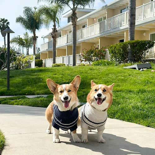 Two happy corgis wearing striped sweaters stand on a sunny sidewalk in front of a grassy yard and seaside apartment complex.