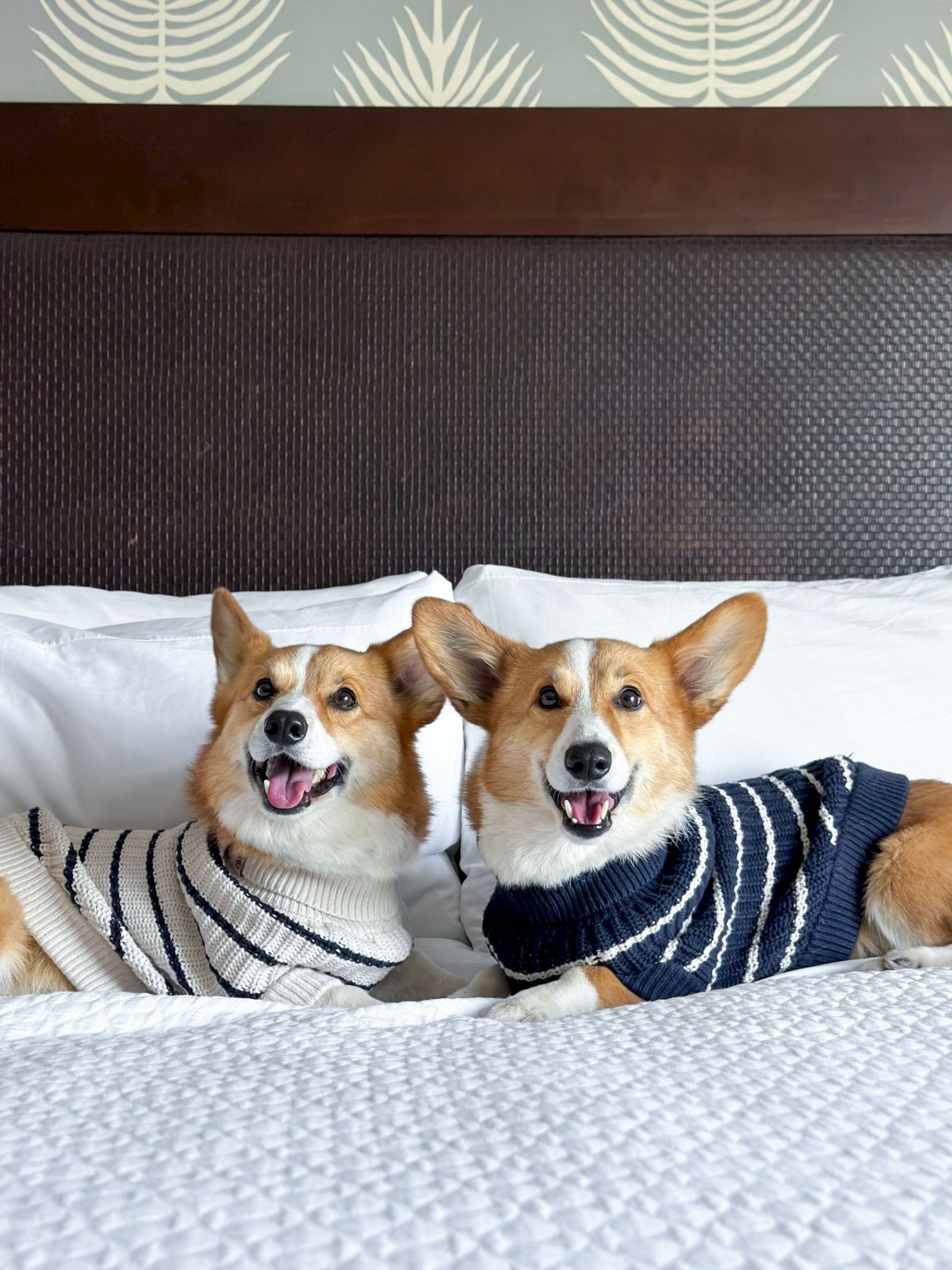 Two cute Corgis in sweaters posing on a bed, looking happy with tongues out, cozy daytime vibe.